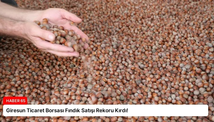 Giresun Ticaret Borsası Fındık Satışı Rekoru Kırdı!