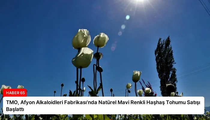 TMO, Afyon Alkaloidleri Fabrikası’nda Natürel Mavi Renkli Haşhaş Tohumu Satışı Başlattı