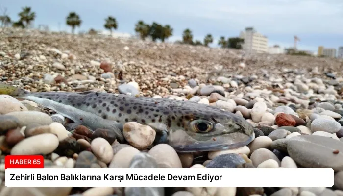 Zehirli Balon Balıklarına Karşı Mücadele Devam Ediyor
