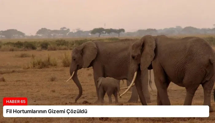 Fil Hortumlarının Gizemi Çözüldü