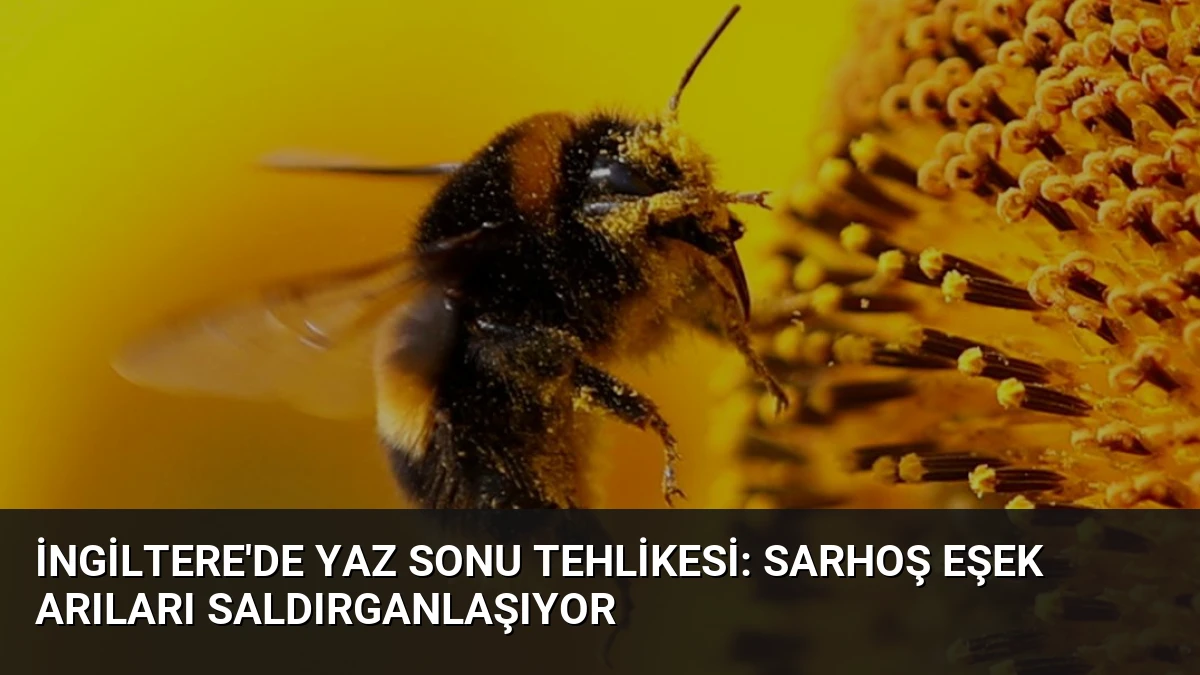 İngiltere’de Yaz Sonu Tehlikesi: Sarhoş Eşek Arıları Saldırganlaşıyor