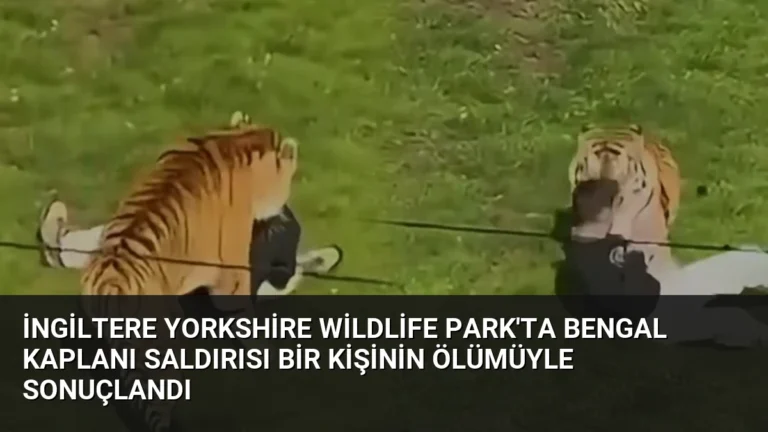 İngiltere Yorkshire Wildlife Park’ta Bengal Kaplanı Saldırısı Bir Kişinin Ölümüyle Sonuçlandı